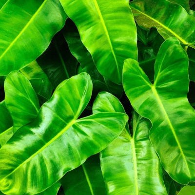 Philodendron Hederaceum 'Brasil'