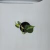 20250728_175858 Philodendron Hederaceum 'Brasil'