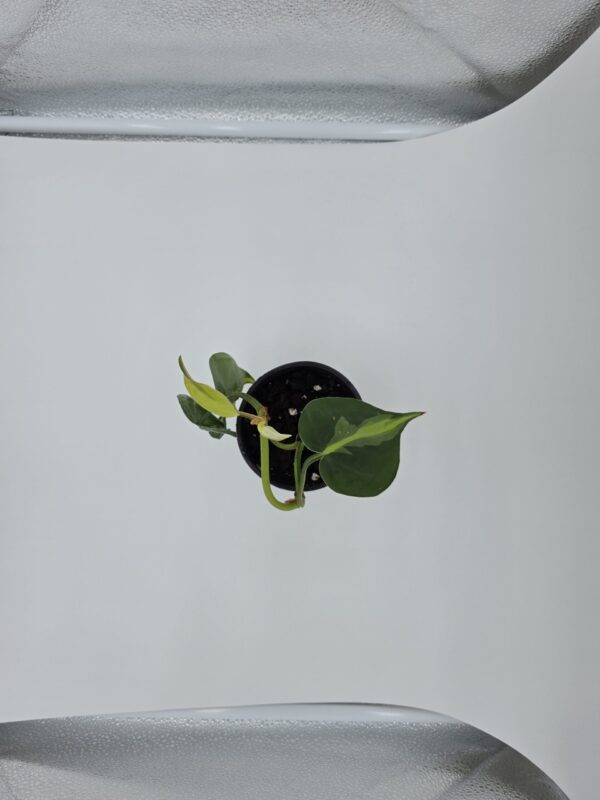 20250728_175858 Philodendron Hederaceum 'Brasil'
