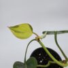 20250728_175928 Philodendron Hederaceum 'Brasil'