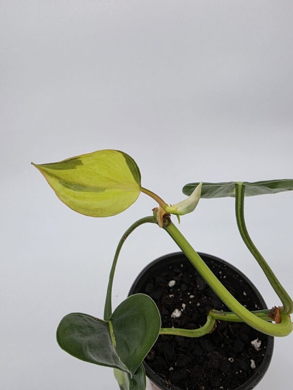20250728_175928 Philodendron Hederaceum 'Brasil'