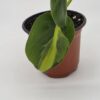 20250728_175945 Philodendron Hederaceum 'Brasil'