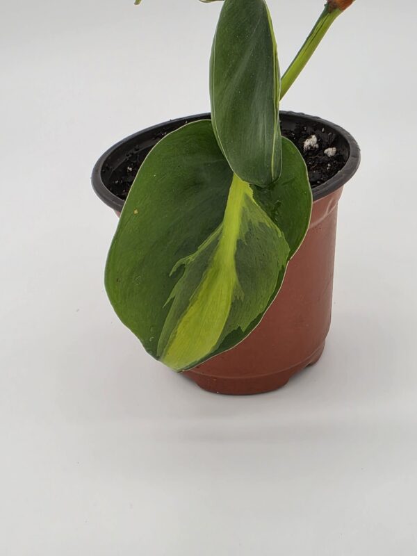 20250728_175945 Philodendron Hederaceum 'Brasil'