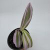 20250728_180030 Tradescantia Nanouk 'Fantasy Venice'