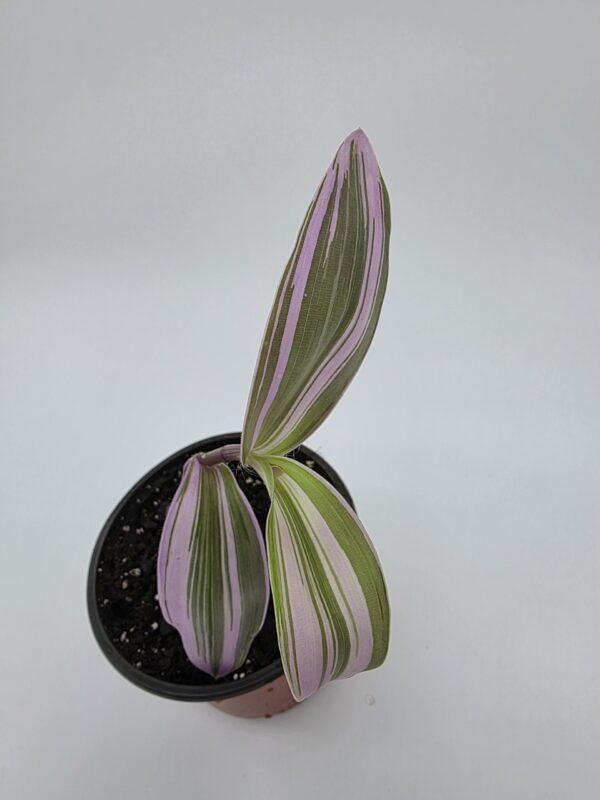 20250728_180030 Tradescantia Nanouk 'Fantasy Venice'