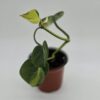 cropped-20250728_175801-scaled-2.jpg Philodendron Hederaceum 'Brasil'