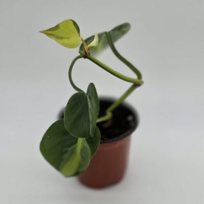 Philodendron Hederaceum 'Brasil'
