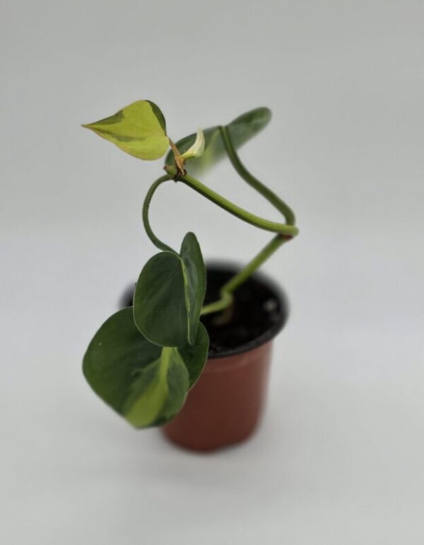 cropped-20250728_175801-scaled-2.jpg Philodendron Hederaceum 'Brasil'