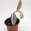 cropped-20250728_180021-scaled-1.jpg Tradescantia Nanouk 'Fantasy Venice'