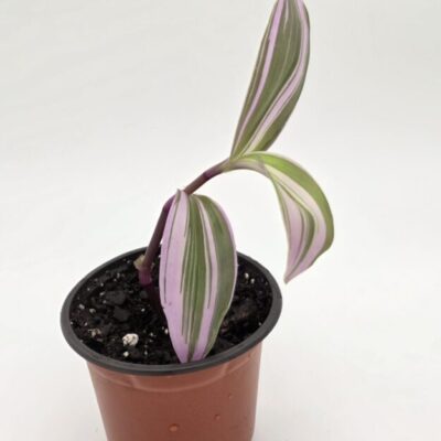 Tradescantia Nanouk 'Fantasy Venice'