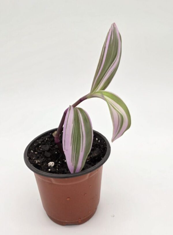 cropped-20250728_180021-scaled-1.jpg Tradescantia Nanouk 'Fantasy Venice'
