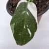 20250810_152153 Philodendron White Wizard