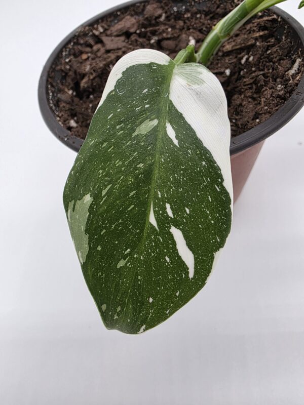 20250810_152153 Philodendron White Wizard