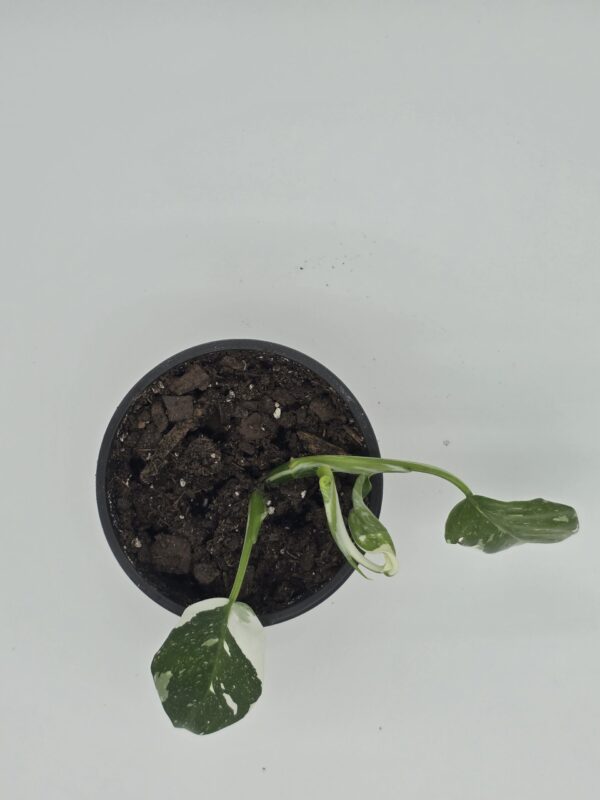 20250810_152215 Philodendron White Wizard