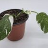 cropped-20250810_152147-scaled-1.jpg Philodendron White Wizard