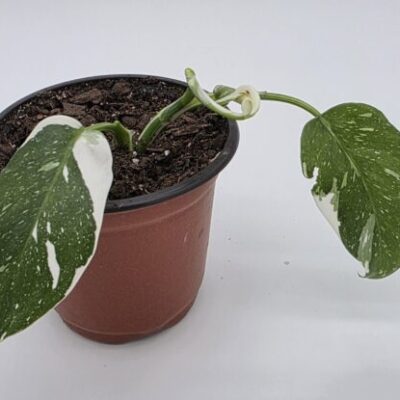 Philodendron White Wizard