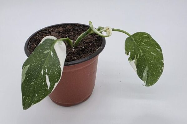 cropped-20250810_152147-scaled-1.jpg Philodendron White Wizard