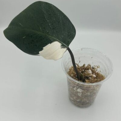 Philodendron White Knight