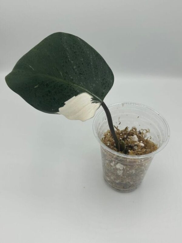 cropped-cropped-image1-scaled-1.jpeg Philodendron White Knight