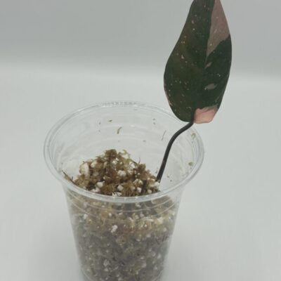 Philodendron Pink Princess