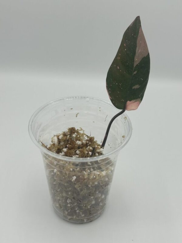Philodendron Pink Princess