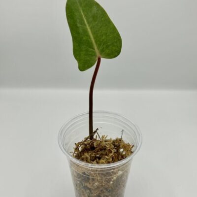 Philodendron Painted Lady