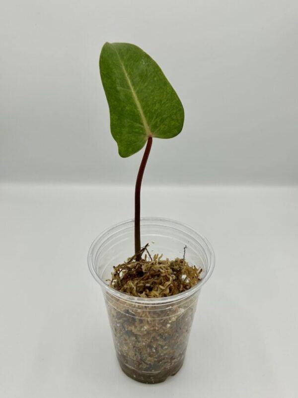 Philodendron Painted Lady