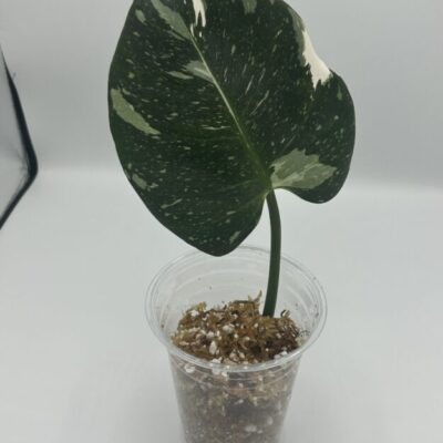 Philodendron White Wizard
