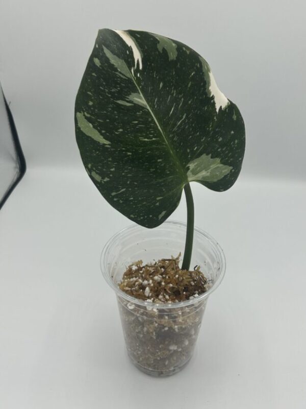 cropped-image0-scaled-1.jpeg Philodendron White Wizard