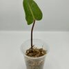 Philodendron Painted Lady