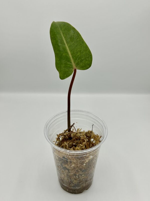 Philodendron Painted Lady